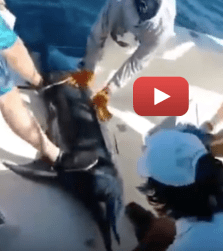 Screen Shot 2018-11-28 at 10.10.19 AM